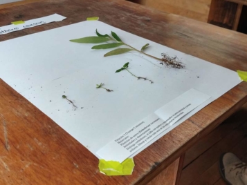 Curso ilustración botánica 2019