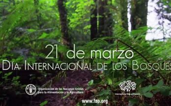 dia internacional de los bosques