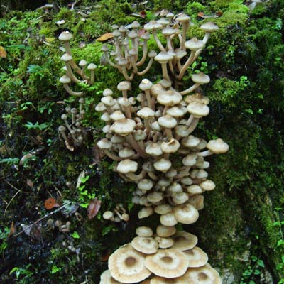 hongos en bosque antiguo