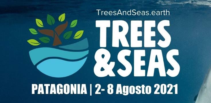 Festival Trees & Seas