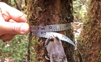 medicion de bosques